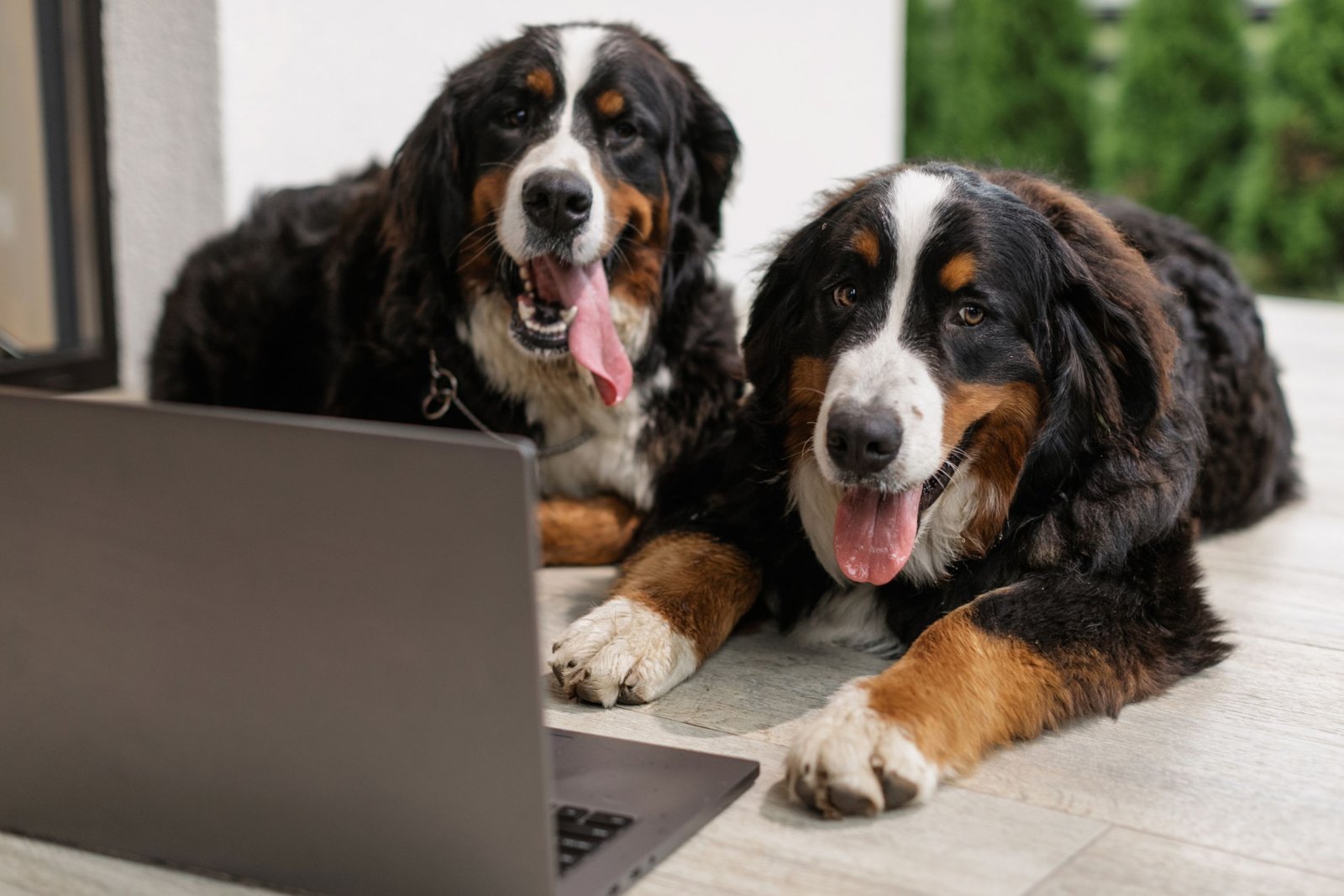 Assurance animaux Meilleurtaux : comparer les prix